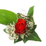 131771_rose_study_1