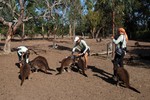 Parndana - Penneshaw_3.jpg